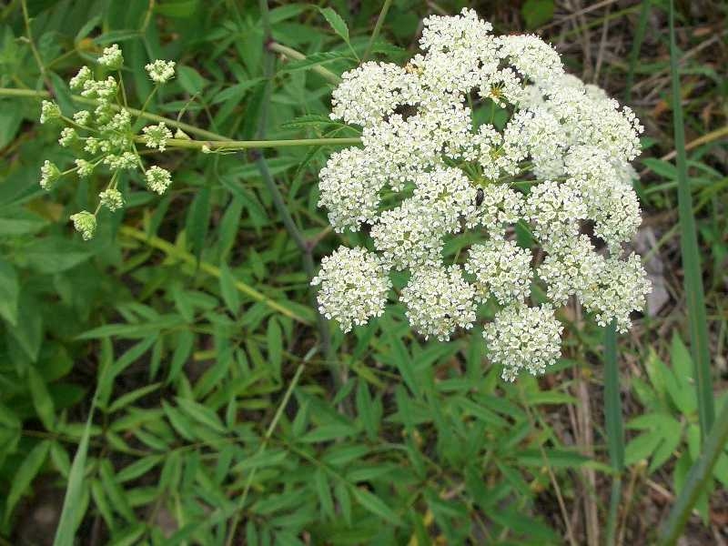 Picture 9 of Beautiful flowers have deadly poisonous drama