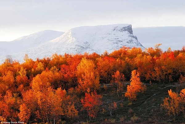 Picture 4 of Beautiful 'golden autumn' paintings in countries