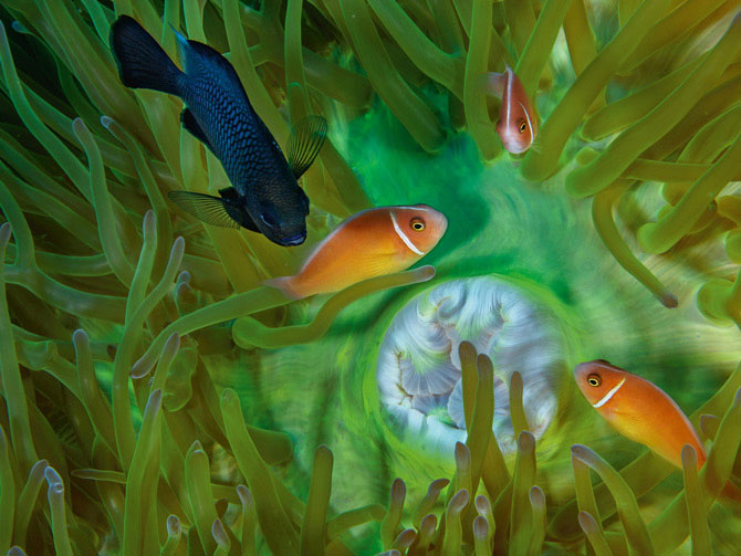 Picture 1 of Beautiful incredible paradise beneath the ocean