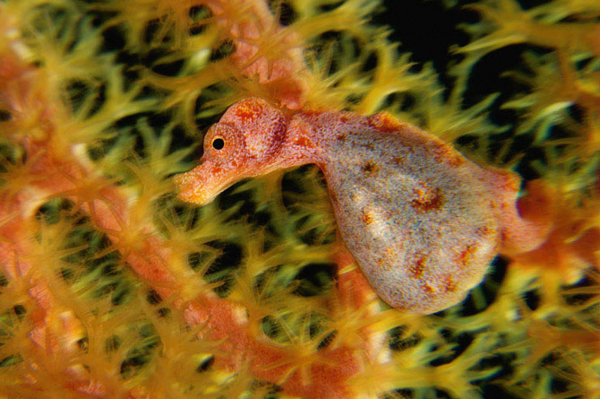 Picture 10 of Beautiful incredible paradise beneath the ocean