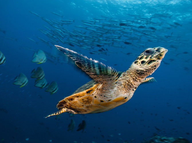 Picture 2 of Beautiful incredible paradise beneath the ocean