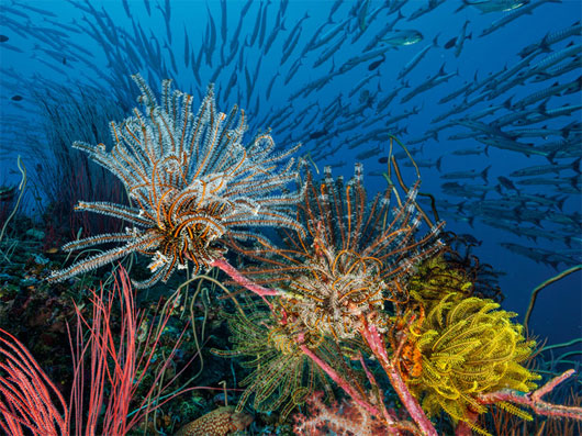 Picture 3 of Beautiful incredible paradise beneath the ocean