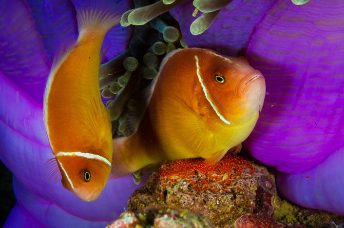 Picture 5 of Beautiful incredible paradise beneath the ocean