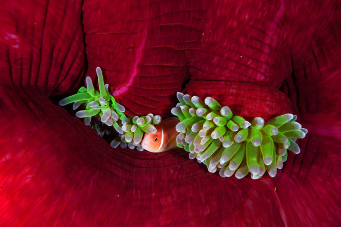 Picture 6 of Beautiful incredible paradise beneath the ocean