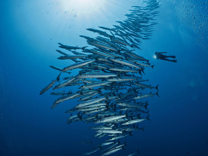 Picture 8 of Beautiful incredible paradise beneath the ocean