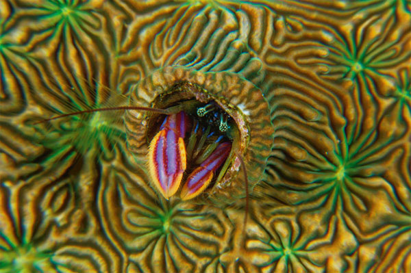 Picture 9 of Beautiful incredible paradise beneath the ocean