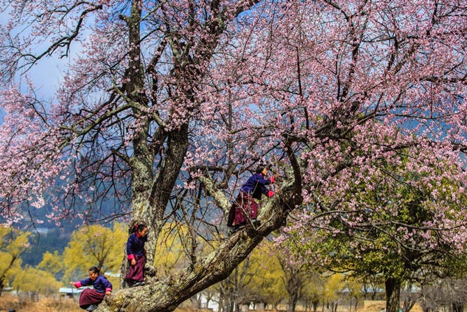 Picture 9 of Beautiful moments in the mysterious land of Bhutan