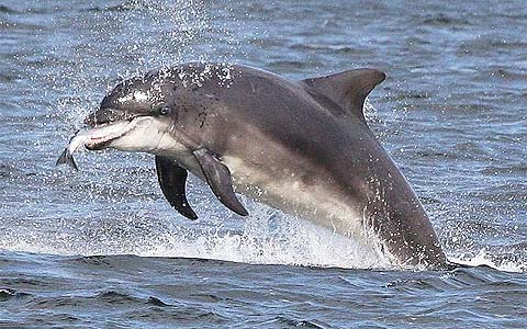 Picture 3 of Beautiful moments of dolphins hunting