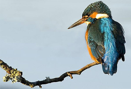 Picture 1 of Beautiful moments of kingfishers