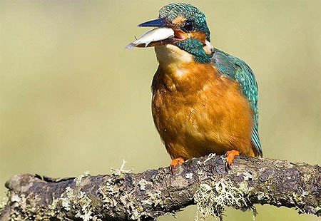 Picture 10 of Beautiful moments of kingfishers