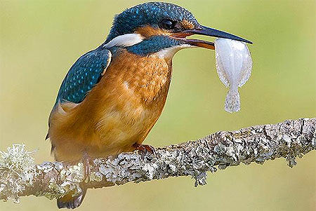 Picture 2 of Beautiful moments of kingfishers