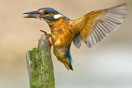 Picture 3 of Beautiful moments of kingfishers