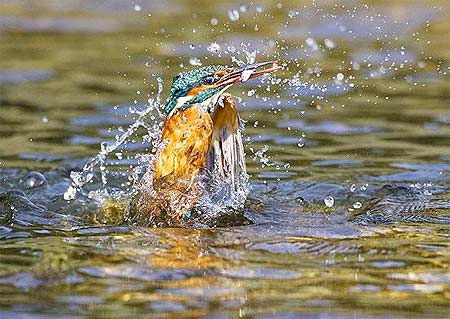 Picture 4 of Beautiful moments of kingfishers