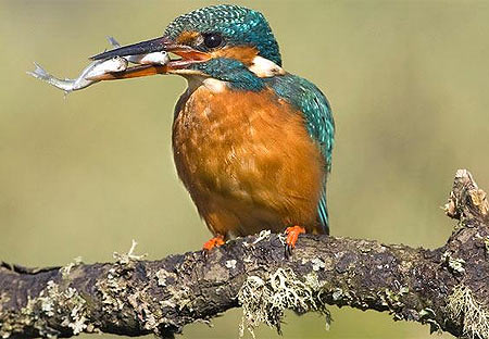 Picture 5 of Beautiful moments of kingfishers