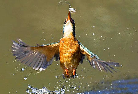 Picture 6 of Beautiful moments of kingfishers