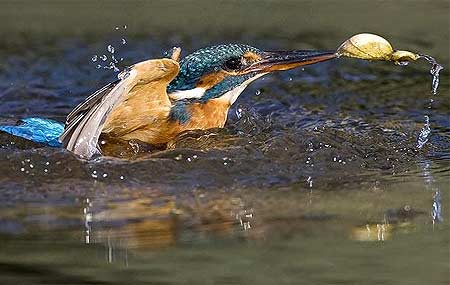 Picture 7 of Beautiful moments of kingfishers