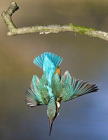 Picture 8 of Beautiful moments of kingfishers
