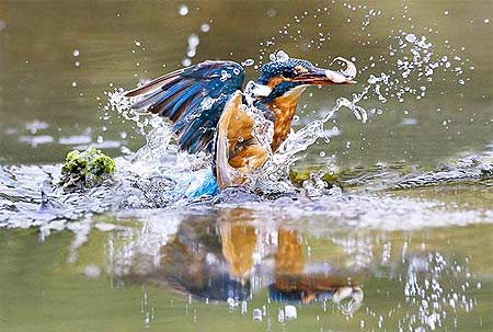 Picture 9 of Beautiful moments of kingfishers