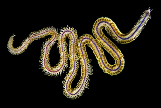 Picture 2 of Beautiful mysterious creatures under 'water supply'