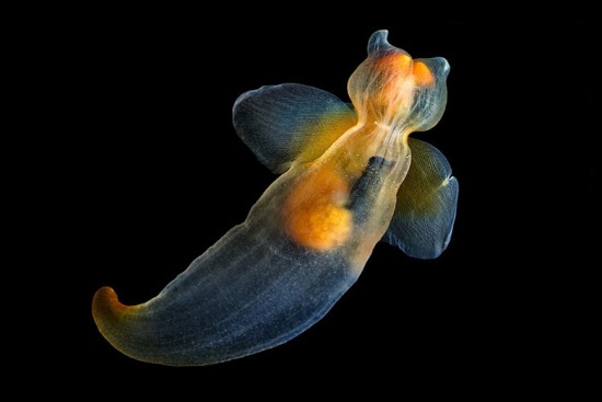 Picture 3 of Beautiful mysterious creatures under 'water supply'