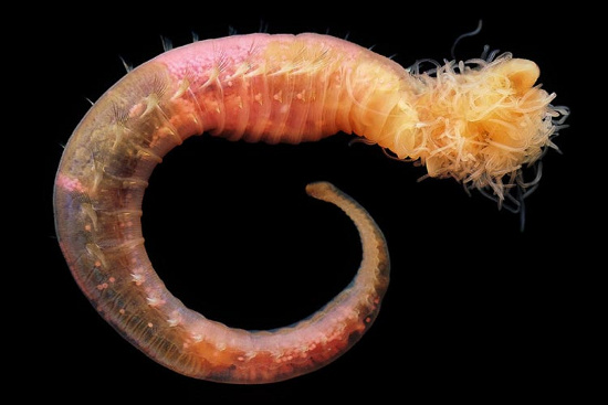Picture 4 of Beautiful mysterious creatures under 'water supply'