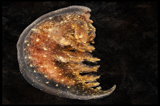 Picture 6 of Beautiful mysterious creatures under 'water supply'