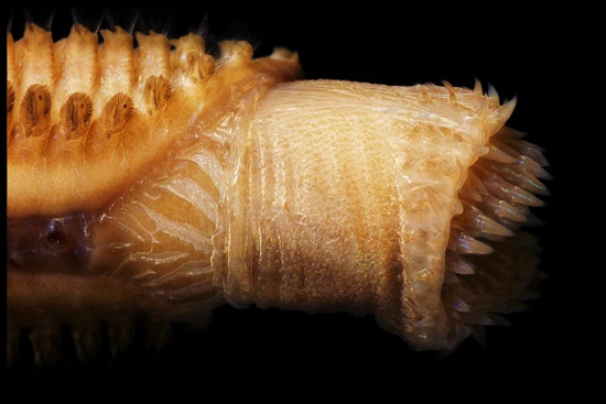 Picture 7 of Beautiful mysterious creatures under 'water supply'