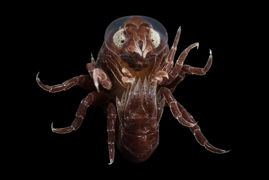 Picture 8 of Beautiful mysterious creatures under 'water supply'