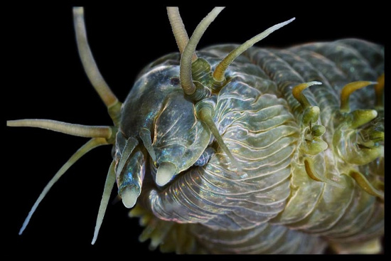 Picture 9 of Beautiful mysterious creatures under 'water supply'