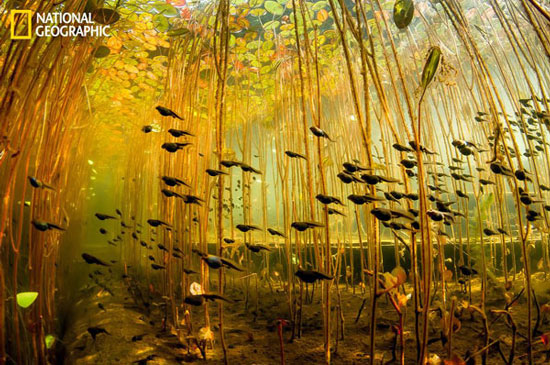 Picture 2 of Beautiful nature photos in a prestigious magazine