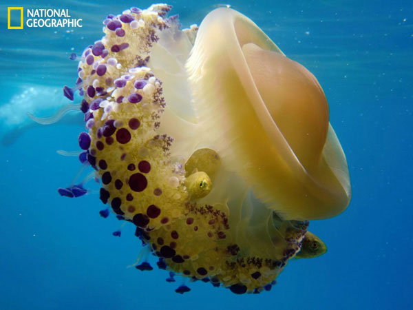 Picture 9 of Beautiful nature photos in a prestigious magazine