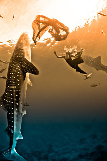 Picture 10 of Beautiful people swim with sharks