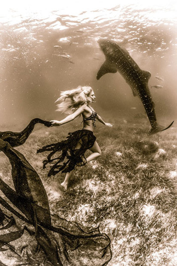 Picture 8 of Beautiful people swim with sharks