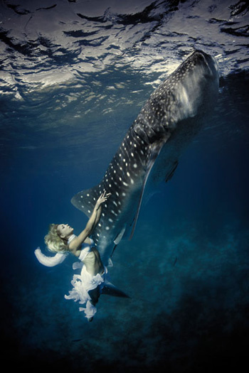 Picture 9 of Beautiful people swim with sharks