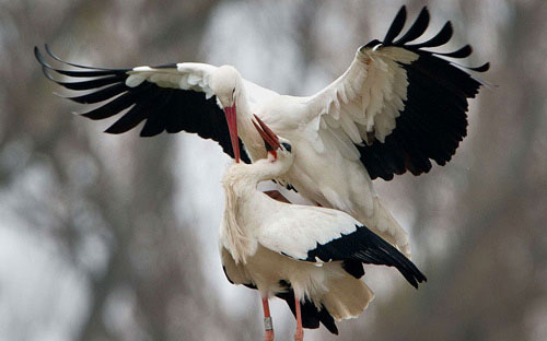 Picture 11 of Beautiful photo: A couple of white storks flirting on the nest