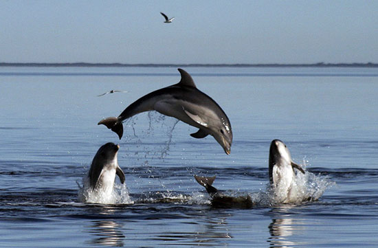 Picture 1 of Beautiful photo: Beaks catch flies on the lake