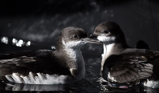 Picture 12 of Beautiful photo: Beaks catch flies on the lake