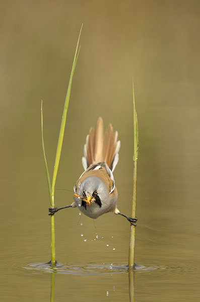 Picture 7 of Beautiful photo: Beaks catch flies on the lake