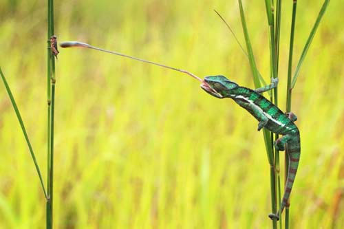 Picture 10 of Beautiful photo: Flies even lent themselves to the gecko