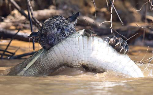 Picture 2 of Beautiful photo: Flies even lent themselves to the gecko