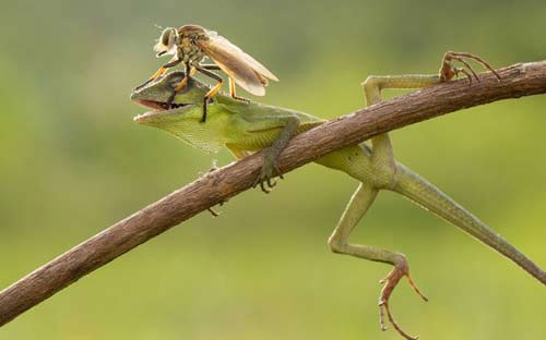 Picture 3 of Beautiful photo: Flies even lent themselves to the gecko