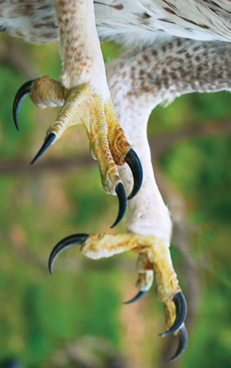 Picture 1 of Beautiful photo: 'Hunting' claws