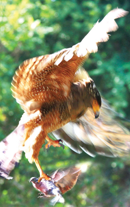 Picture 2 of Beautiful photo: 'Hunting' claws