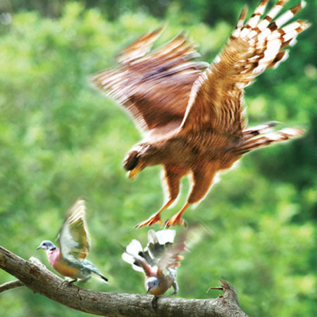 Picture 3 of Beautiful photo: 'Hunting' claws