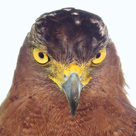 Picture 4 of Beautiful photo: 'Hunting' claws