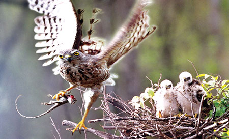 Picture 5 of Beautiful photo: 'Hunting' claws