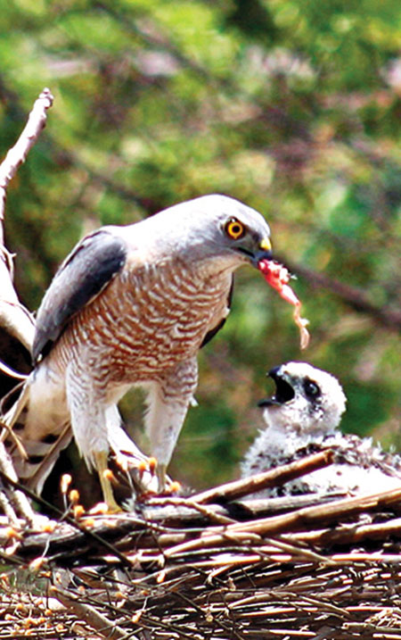 Picture 6 of Beautiful photo: 'Hunting' claws