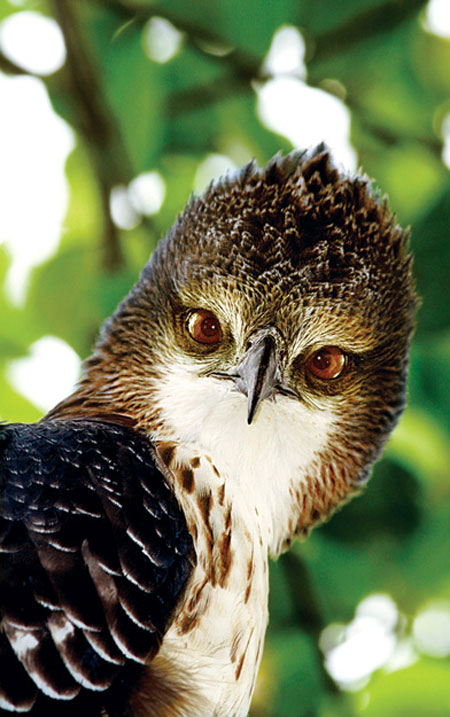 Picture 7 of Beautiful photo: 'Hunting' claws