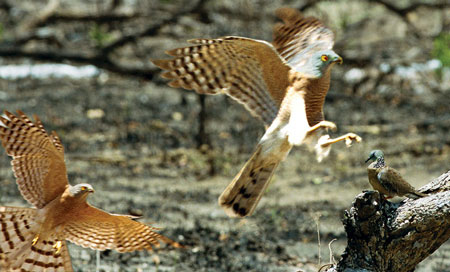 Picture 8 of Beautiful photo: 'Hunting' claws