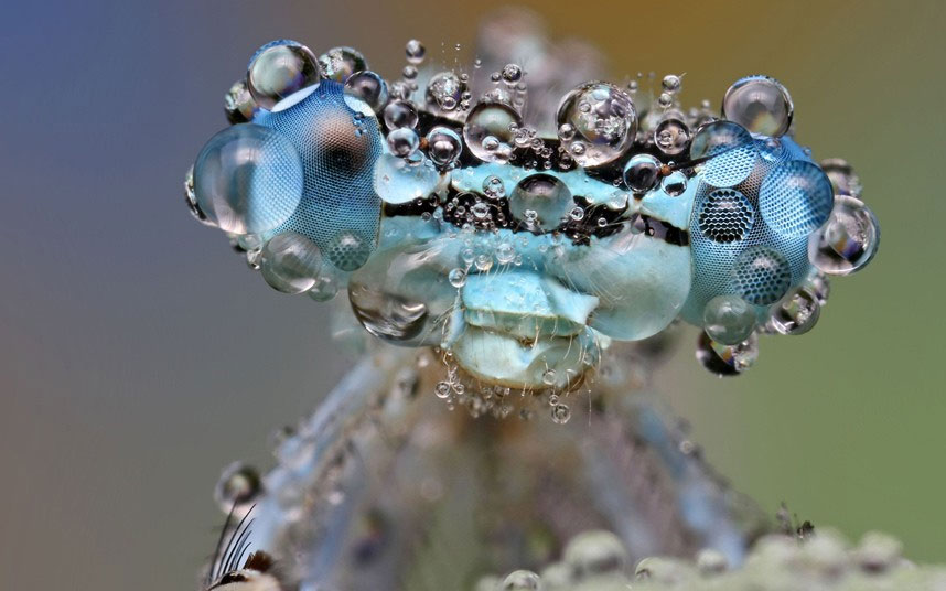Picture 1 of Beautiful photo: Insects glitter in the early dew